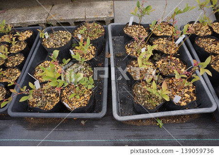 blueberry cuttings blueberry cuttings 139059736