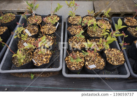blueberry cuttings blueberry cuttings 139059737