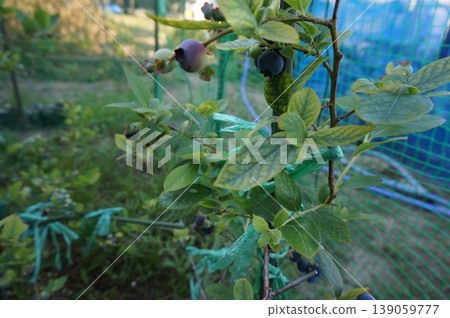 藍莓 藍莓 139059777
