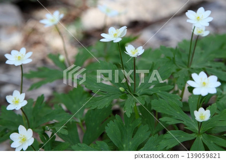 白花銀蓮花(Anemone nemorosa)開白花 白花銀蓮花(Anemone nemorosa)開白花 139059821