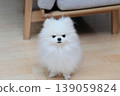 A Pomeranian sitting in the living room, looking directly at the camera. 139059824