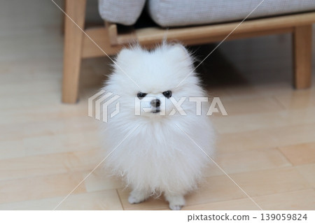A Pomeranian sitting in the living room, looking directly at the camera. 139059824