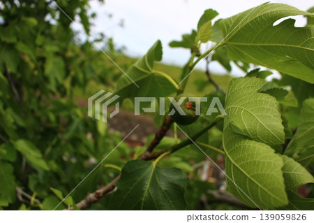The young fruit of FIG. The young fruit of FIG. 139059826
