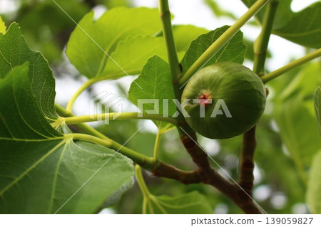 The young fruit of FIG. The young fruit of FIG. 139059827