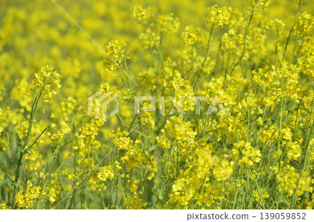 Rape field I saw someday Rape field I saw someday 139059852