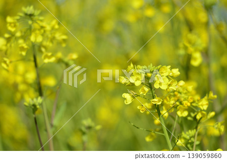 Rape field I saw someday 139059860