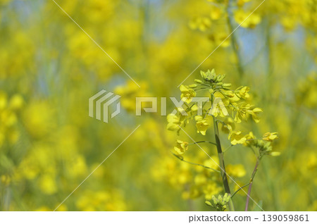 Rape field I saw someday 139059861
