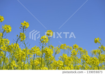 Rape blossoms seen under the blue sky Rape blossoms seen under the blue sky 139059873
