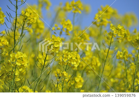 Rape blossoms seen under the blue sky Rape blossoms seen under the blue sky 139059876