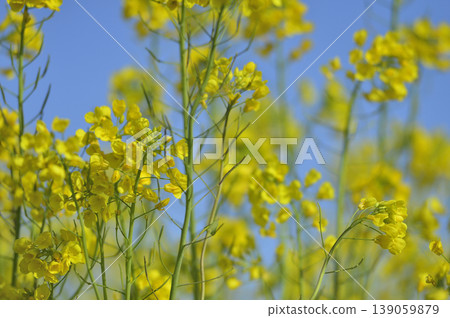 Rape blossoms seen under the blue sky Rape blossoms seen under the blue sky 139059879