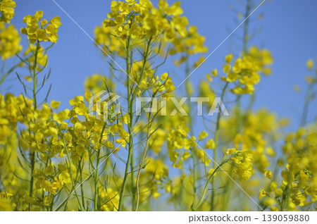 Rape blossoms seen under the blue sky 139059880