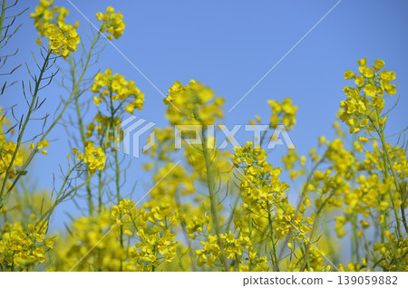 Rape blossoms seen under the blue sky Rape blossoms seen under the blue sky 139059882