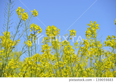 Rape blossoms seen under the blue sky Rape blossoms seen under the blue sky 139059883