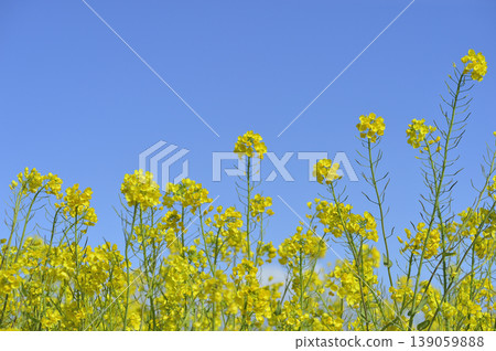藍天下看到的油菜花 藍天下看到的油菜花 139059888