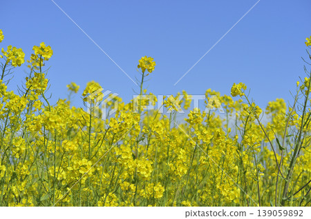 Rape blossoms seen under the blue sky Rape blossoms seen under the blue sky 139059892