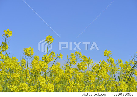 Rape blossoms seen under the blue sky Rape blossoms seen under the blue sky 139059893