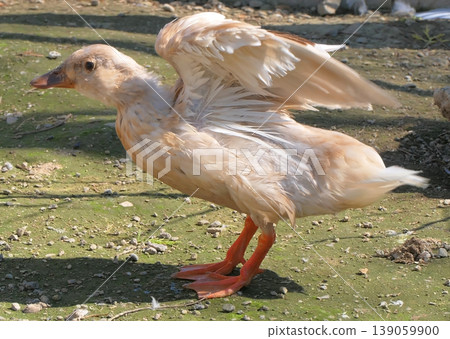 Call Duck 3 139059900