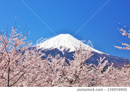 日本的春天富士和櫻花 日本的春天富士和櫻花 139059908