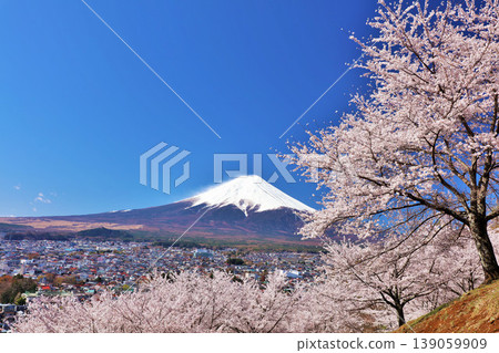 日本的春天富士和櫻花 日本的春天富士和櫻花 139059909