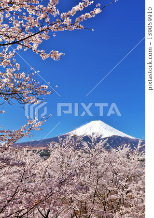 日本的春天富士和櫻花 日本的春天富士和櫻花 139059910