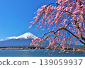 日本的春天：富士山和垂枝櫻花 139059937