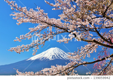 Spring Fuji in Japan and cherry blossoms Spring Fuji in Japan and cherry blossoms 139059942