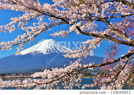 Spring Fuji in Japan and cherry blossoms Spring Fuji in Japan and cherry blossoms 139059951