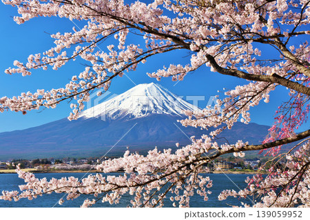 Spring Fuji in Japan and cherry blossoms Spring Fuji in Japan and cherry blossoms 139059952