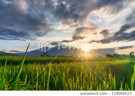 Beautiful morning view in Indonesia, panoramic landscape of rice fields with mountain ranges and clear sky Beautiful morning view in Indonesia, panoramic landscape of rice fields with mountain ranges and clear sky 139060025
