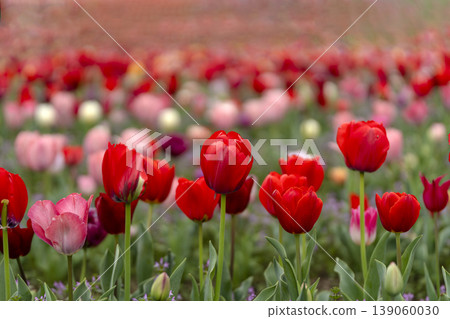 Colorful tulip field Colorful tulip field 139060030