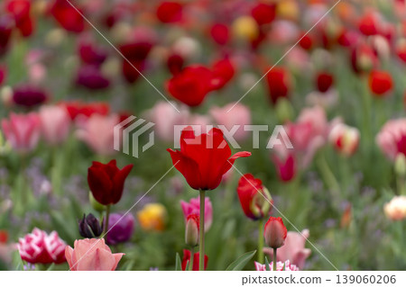 Springtime material: Tulip fields Springtime material: Tulip fields 139060206