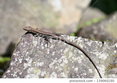 Spring Japanese Kana Snake (Japanese Gold Snake) 139060280
