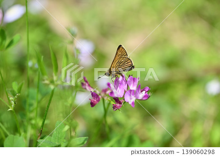 Small Skipper butterfly and Chinese milk vetch Small Skipper butterfly and Chinese milk vetch 139060298