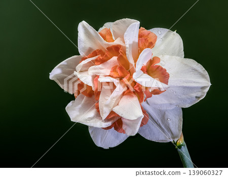 Double White And Orange Narcissus Flower On Dark Green Background Double White And Orange Narcissus Flower On Dark Green Background 139060327