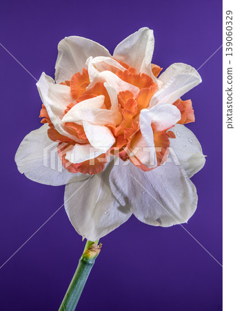 White And Orange Narcissus Flower On Purple Background 139060329