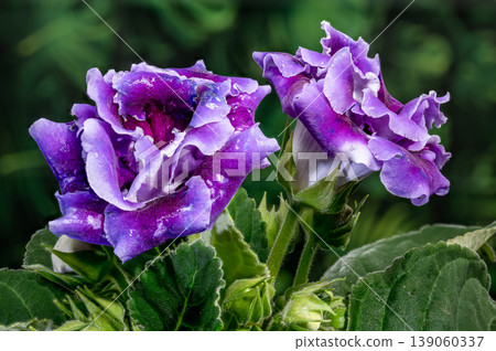 Close up of purple velvet Gloxinia flowers with green leaves Close up of purple velvet Gloxinia flowers with green leaves 139060337