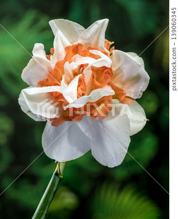 Double White And Orange Narcissus Flower With Water Drops Double White And Orange Narcissus Flower With Water Drops 139060345