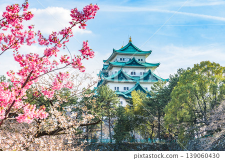Nagoya Castle keep and cherry blossoms in full bloom Nagoya Castle keep and cherry blossoms in full bloom 139060430