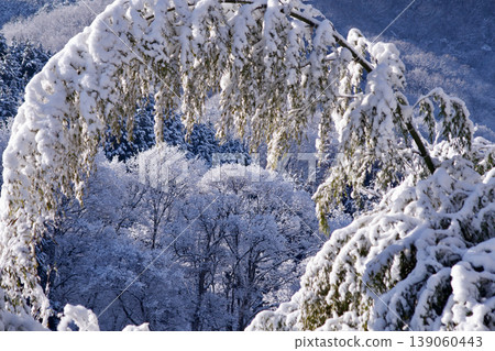清晨下雪,竹子和樹木上積滿了新雪。 清晨下雪,竹子和樹木上積滿了新雪。 139060443