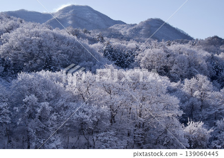A morning of fresh snow; fresh snow piled on the trees. 139060445