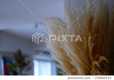 Pampas grass tips Pampas grass tips 139060554