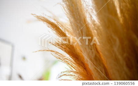 蒲葦草花穗的特寫 蒲葦草花穗的特寫 139060556