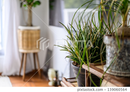 室內盆栽植物特寫 室內盆栽植物特寫 139060564