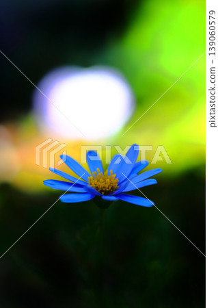 Blue Daisy Flower 139060579