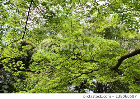 瓦拉比市民公園綠意盎然 139060597