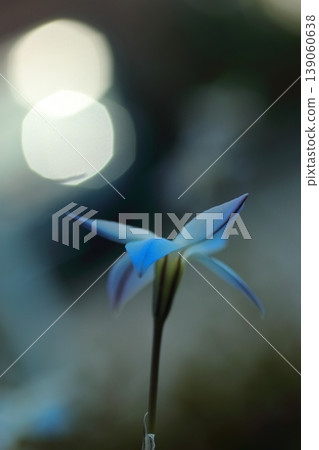 The blue flowers of the Ipheion flower shine brightly in the sunlight. The blue flowers of the Ipheion flower shine brightly in the sunlight. 139060638