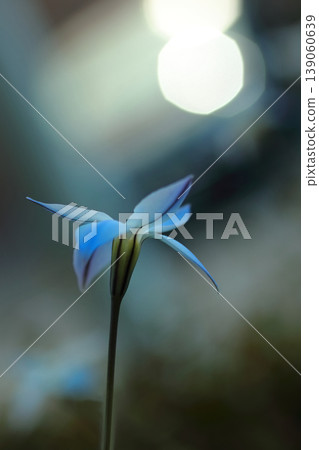 The blue flowers of the Ipheion flower shine brightly in the sunlight. The blue flowers of the Ipheion flower shine brightly in the sunlight. 139060639