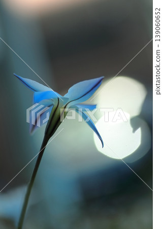 逆光中閃耀的藍色星星花 139060652