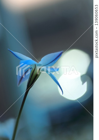 逆光中閃耀的藍色星星花 139060653