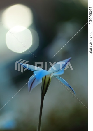White Ipheion flowers shining in the sunlight 139060654